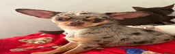 Chihuahua perros en venta: Camada de chihuahuas arlequín chocolate  en Barcelona - Anuncio 4
