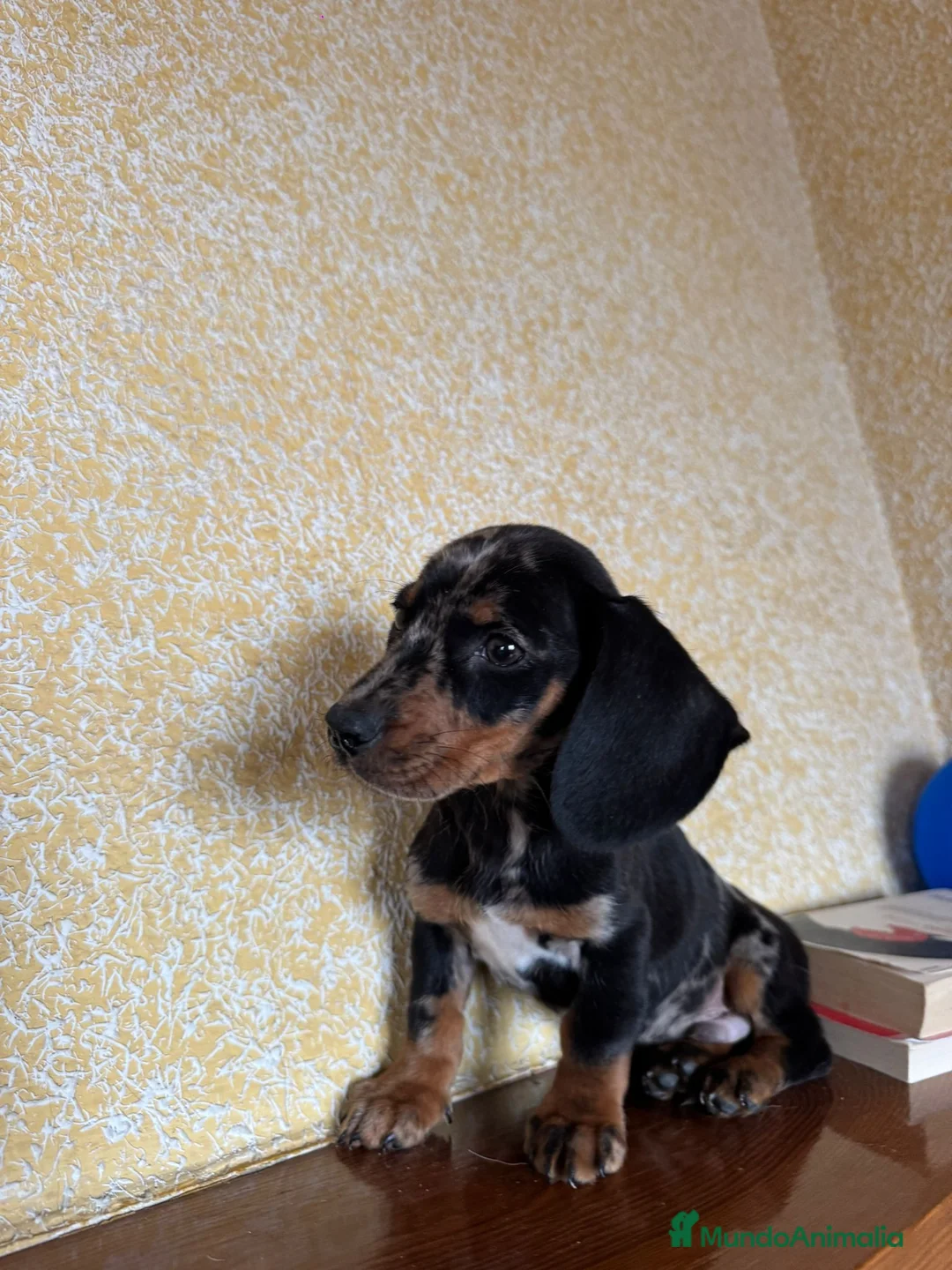 Teckel Miniatura perros en venta: Teckel Mini arlequín  - Anuncio 3