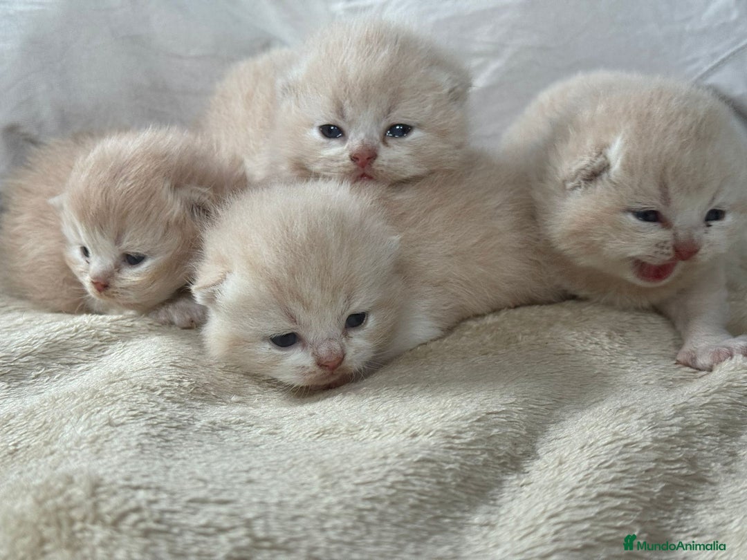Británico de Pelo Corto gatos en venta: Cachorros British Shorthair  en Madrid - Imagen 3