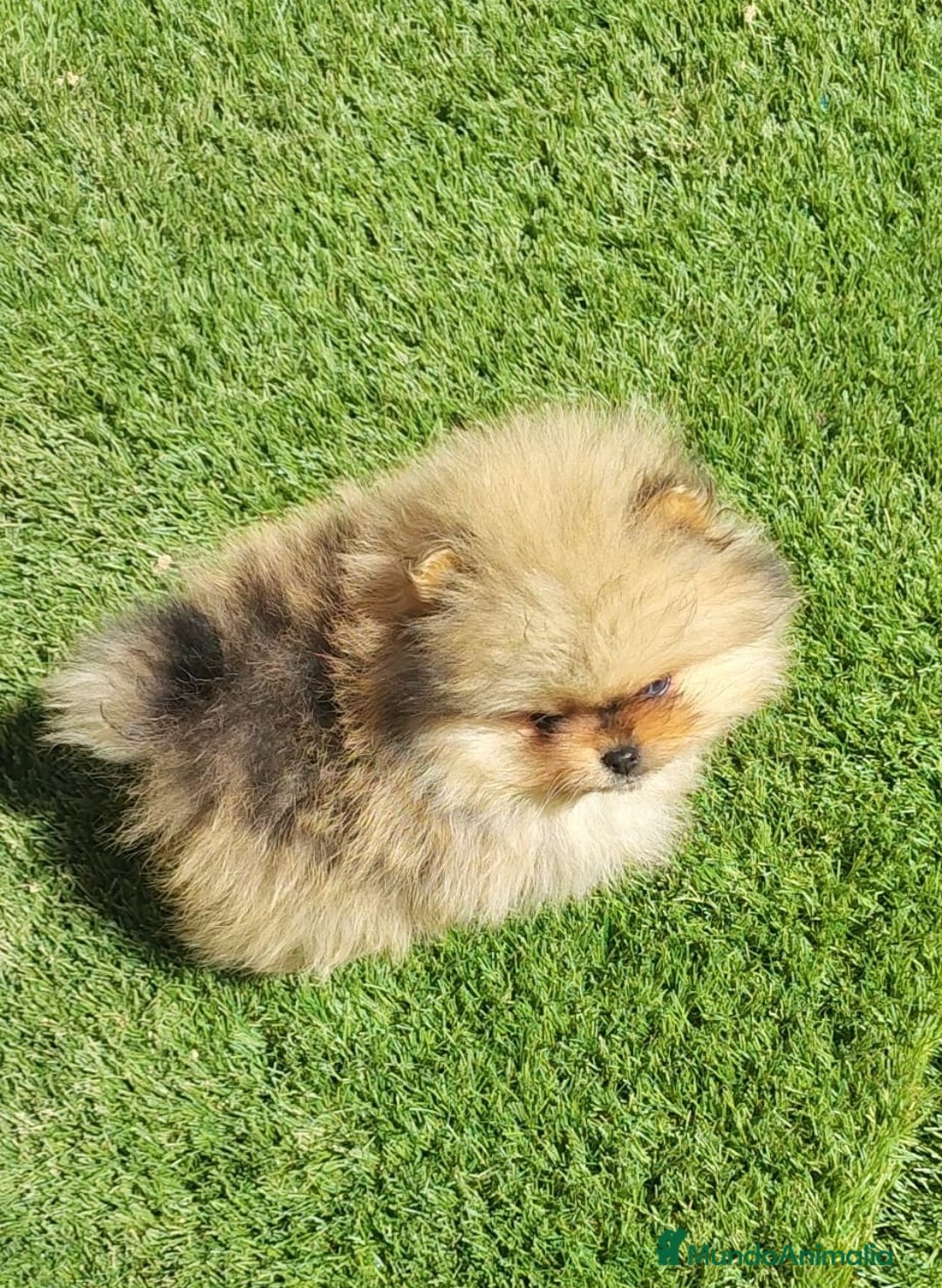 Pomerania perros en venta: Pomerania  - Imagen 2