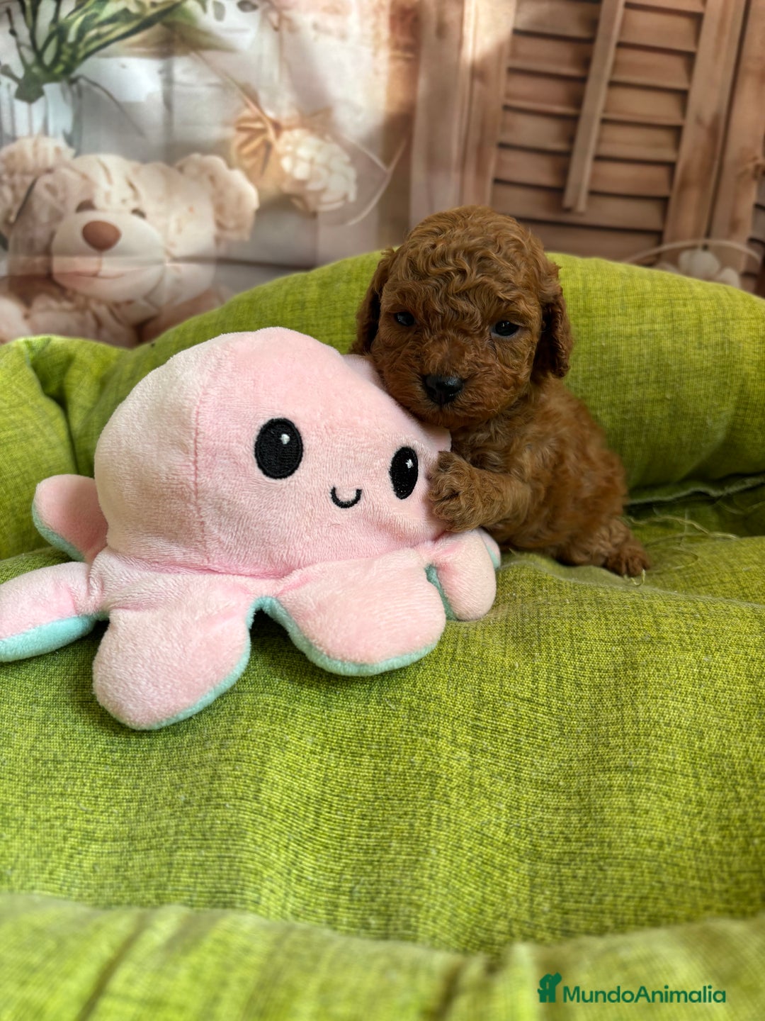 Caniche Toy perros en venta: Caniche toy rojo  - Anuncio 14