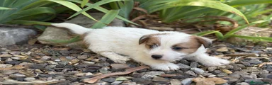 Jack Russell Terrier Cachorro 2