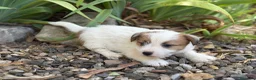Jack Russell Terrier perros en venta: Jack Russell de pelo duro ( Brush) 🐾🐾🐾 - Anuncio 4