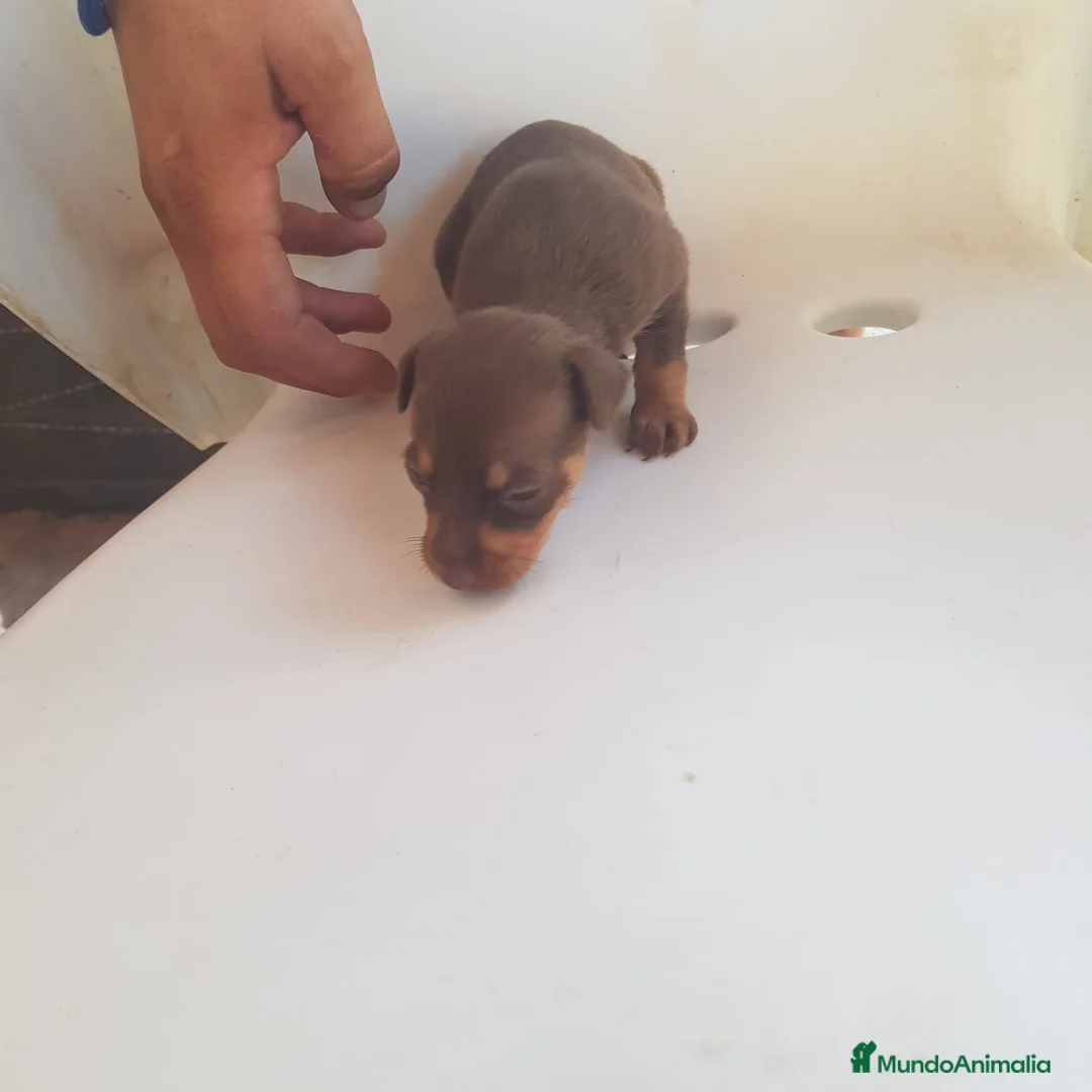 Ratón de Praga perros en venta: Ratón de Praga chocolate  - Anuncio 1