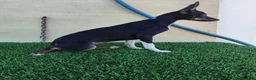 Gos Rater Valencià perros en venta: Gos Rater valencia en caraby  - Anuncio 3