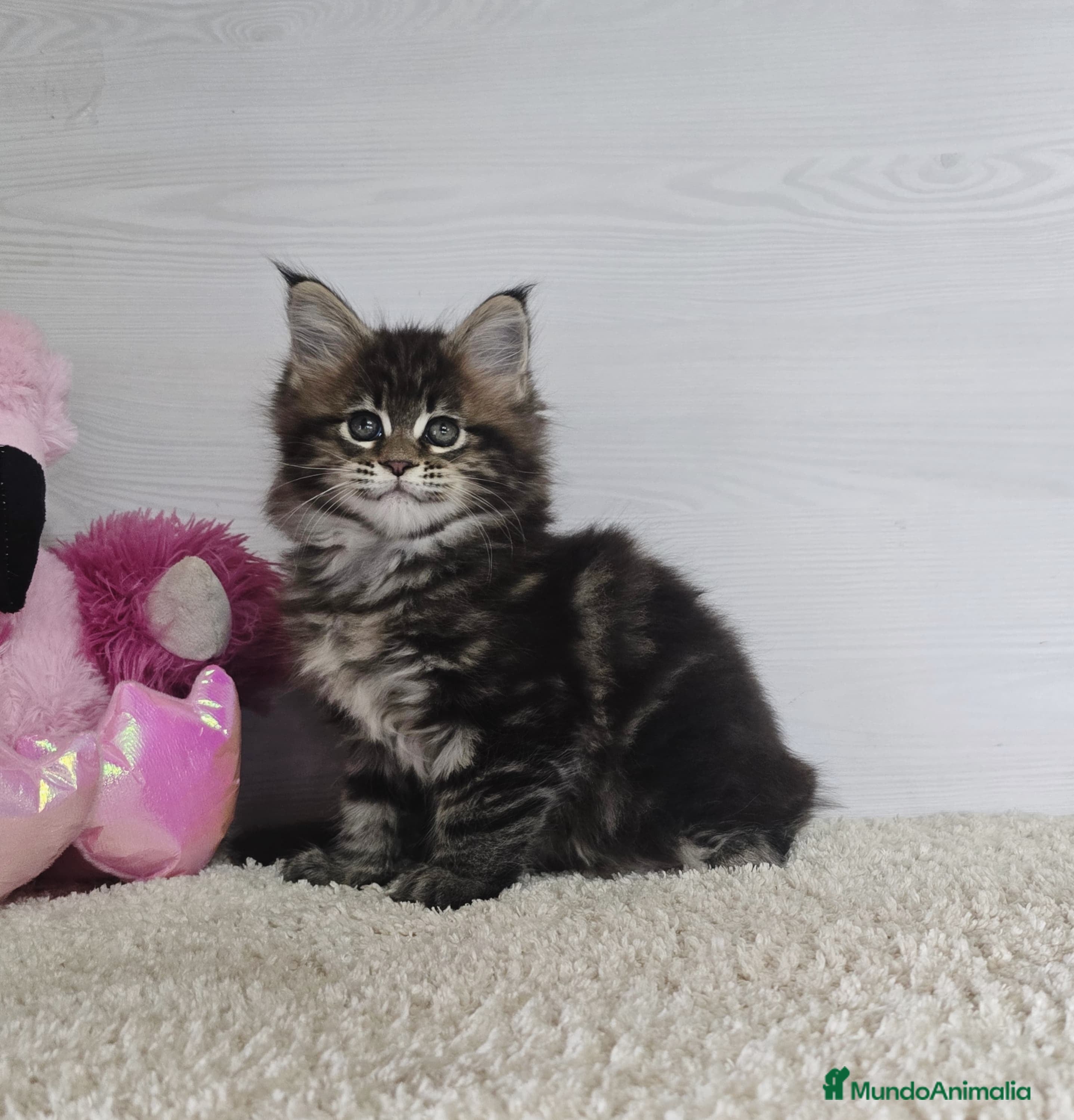 Maine Coon gatos Última Gatita Maine Coon - Anuncio 1