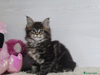 Maine Coon gatos Última Gatita Maine Coon - Anuncio 1