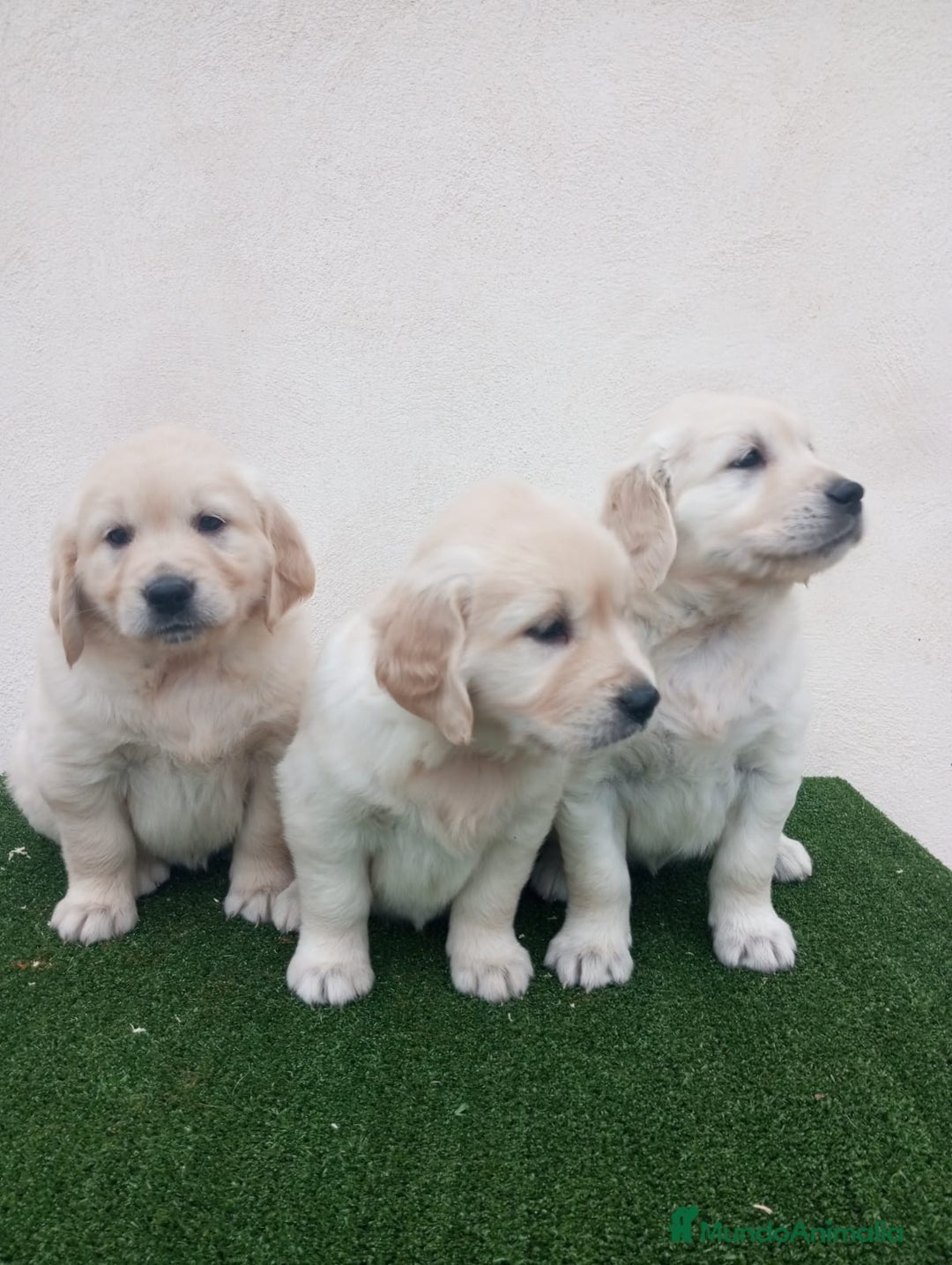 Golden Retriever perros en venta: Espectaculares ejemplares de GOLDEN RETRIEVER  - Anuncio 5