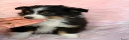 Perro Pastor de las Shetland perros en venta: SHETLAND TRICOLOR - Anuncio 4