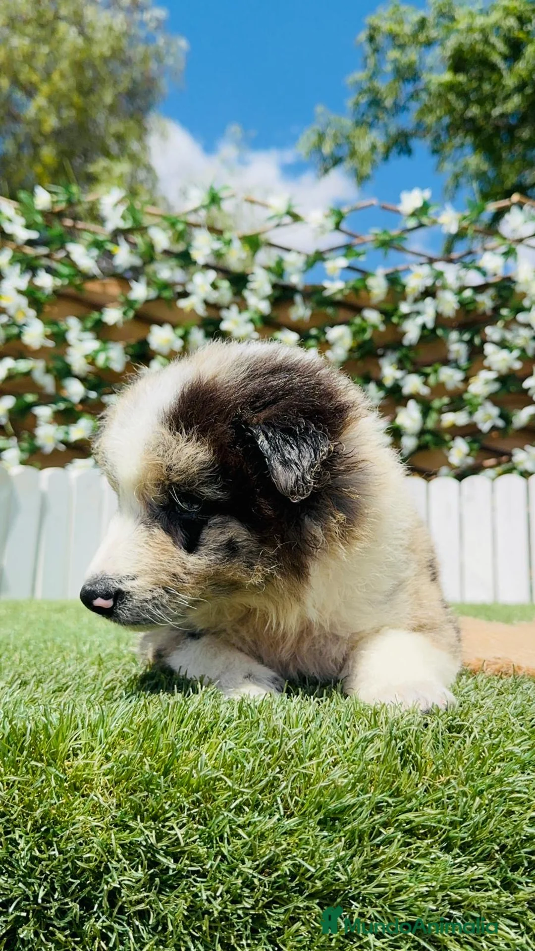 Border Collie perros en venta: BORDER COLLIE 🎀 - Anuncio 15
