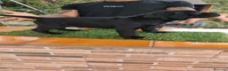 Cane Corso perros en venta: CANE CORSO - Anuncio 1
