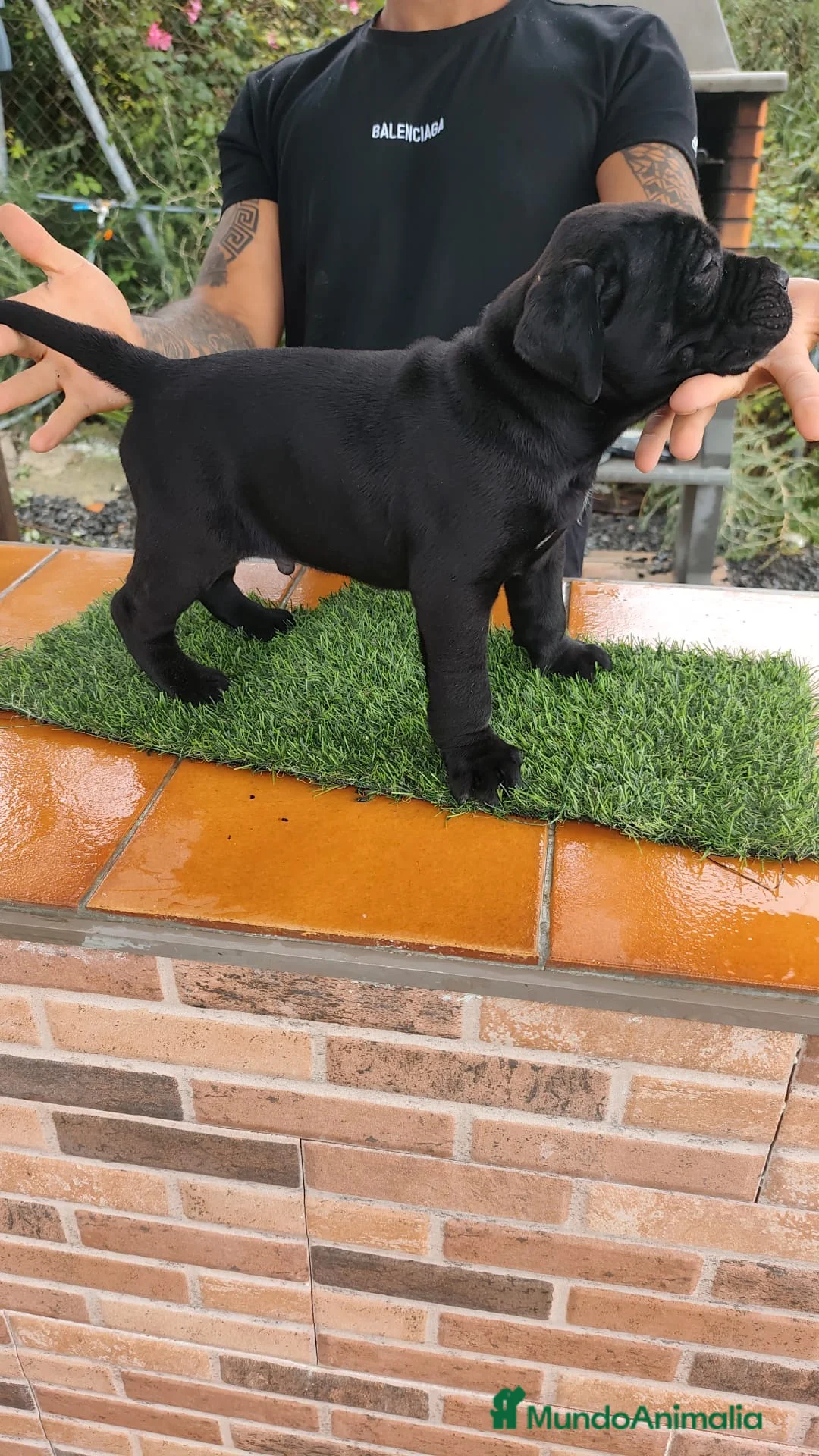 Cane Corso perros en venta: CANE CORSO - Anuncio 1