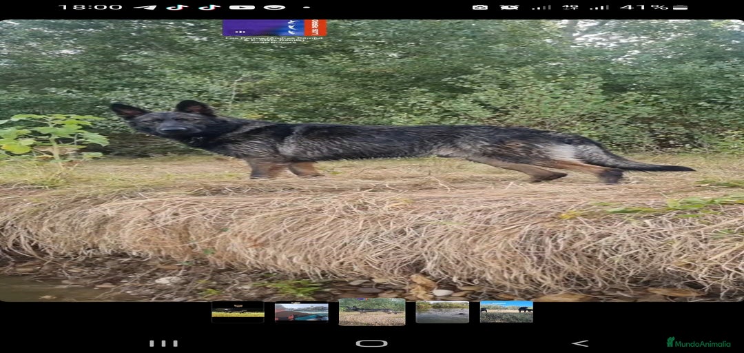 Imagen de galería {{count}}