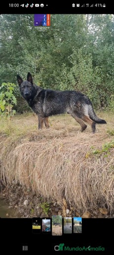 Imagen de galería {{count}}