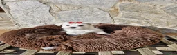 Bichón Maltés perros en venta: Bichón maltés - Anuncio 7