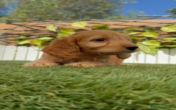 Otras razas perros en venta: Cockapoo hembra - Imagen 10