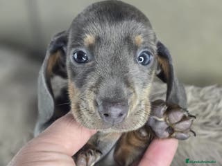 Teckel perros Teckel miniatura y kanichen - Anuncio 2