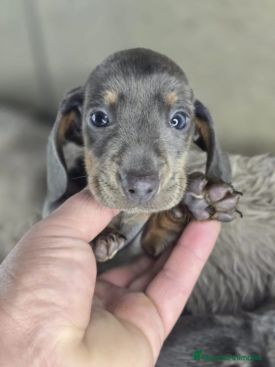 Teckel perros en venta: Teckel miniatura y kanichen - Anuncio 1