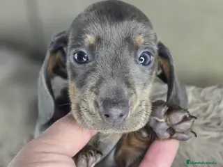 Teckel perros Teckel miniatura y kanichen - Anuncio 3