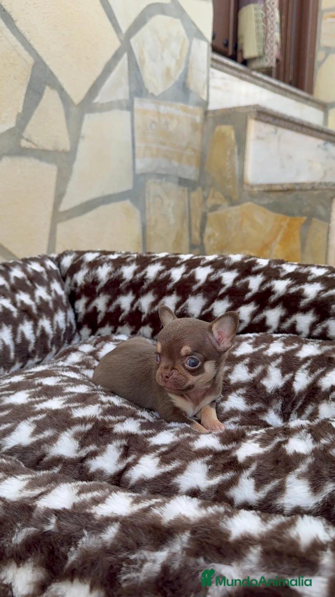 Chihuahua perros en venta: Chihuahua Toy Macho Chocolate Cabeza Manzana  - Anuncio 4