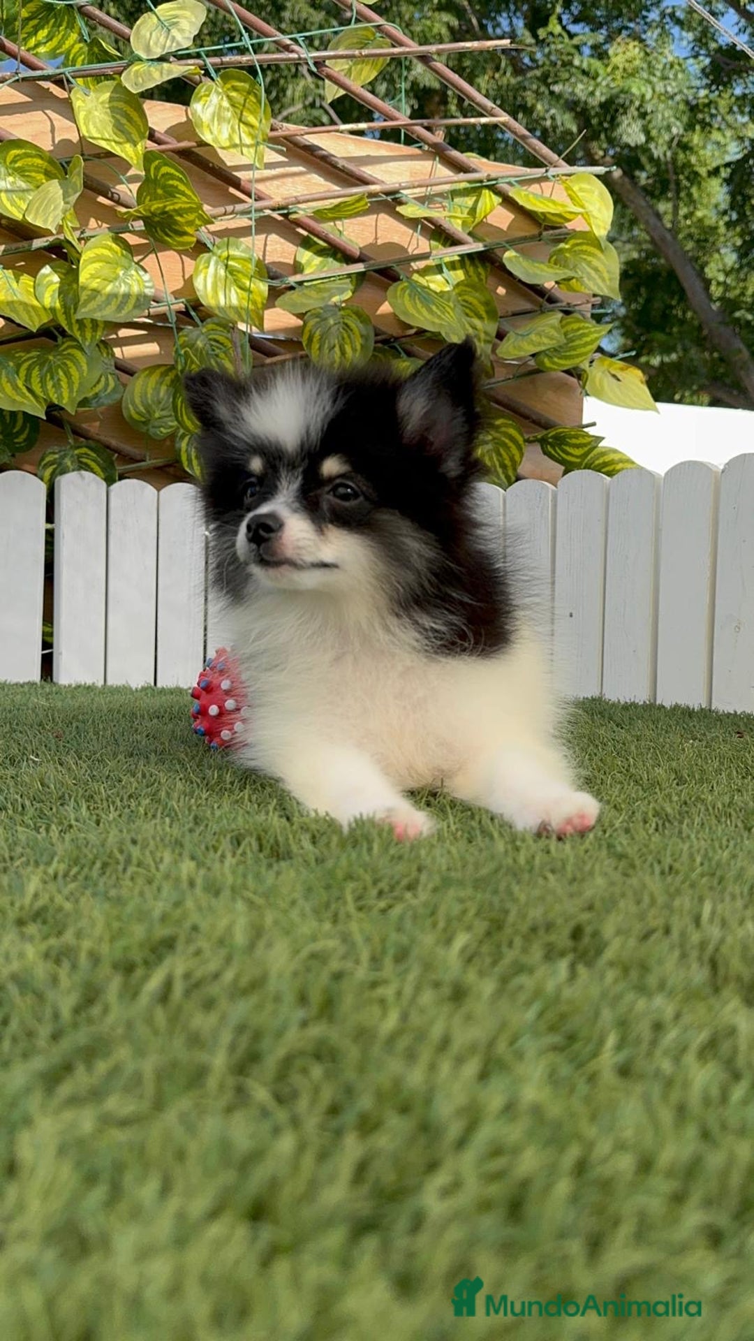 Pomerania perros en venta: POMERANIA MACHO ENVIOS A TODA ESPAÑA - Imagen 20