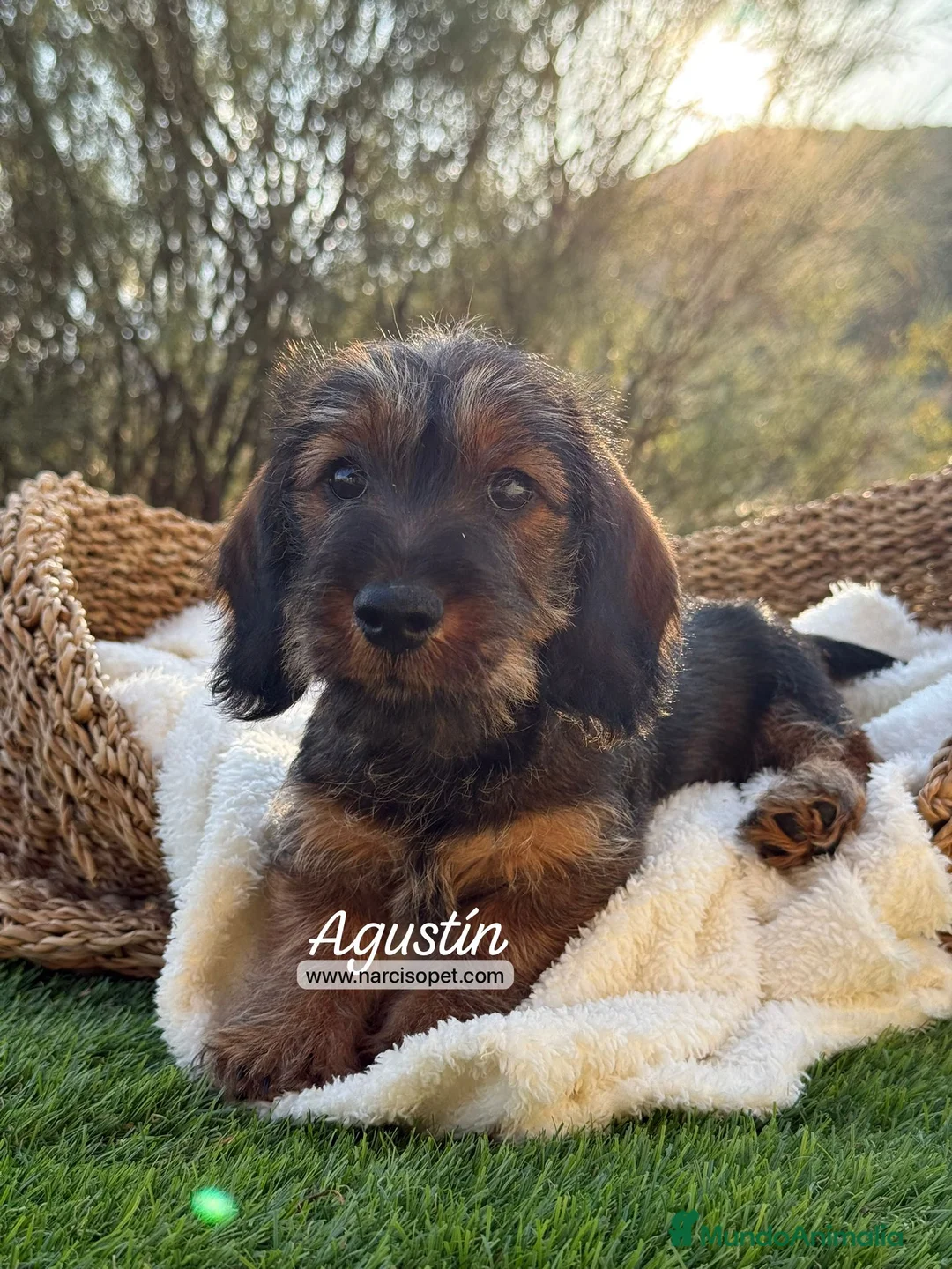 Teckel Miniatura perros en venta: TECKEL PELO DURO JABALI - Anuncio 1