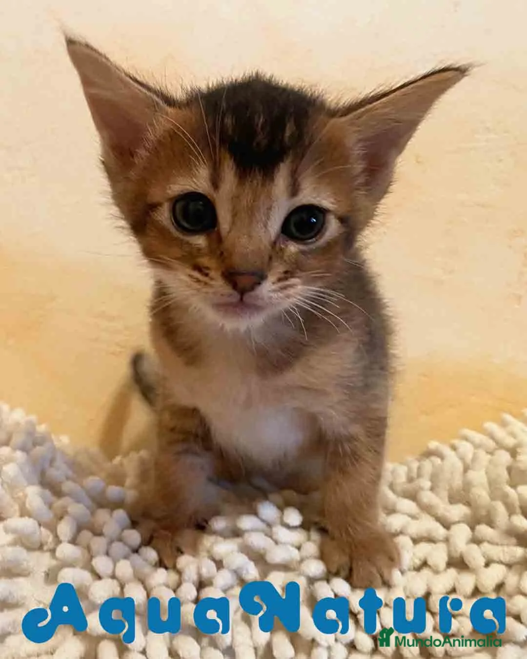 Abisinio gatos en venta: Abisinio Hembra de Santa 1837 - AQUANATURA en Barcelona - Anuncio 10