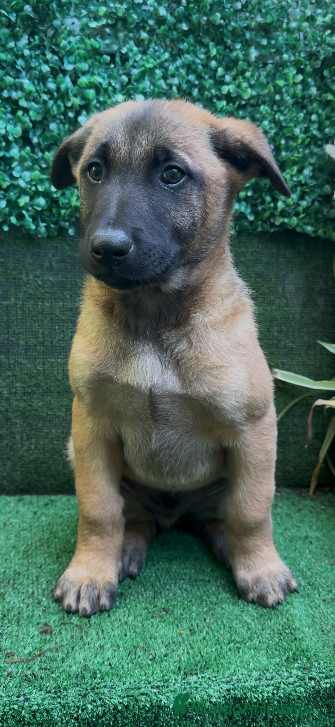 Pastor Belga Malinois perros en venta: Pastor Belga Malinois - Anuncio 24