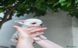Pomchi perros en venta: Cachorritos toy - Imagen 6