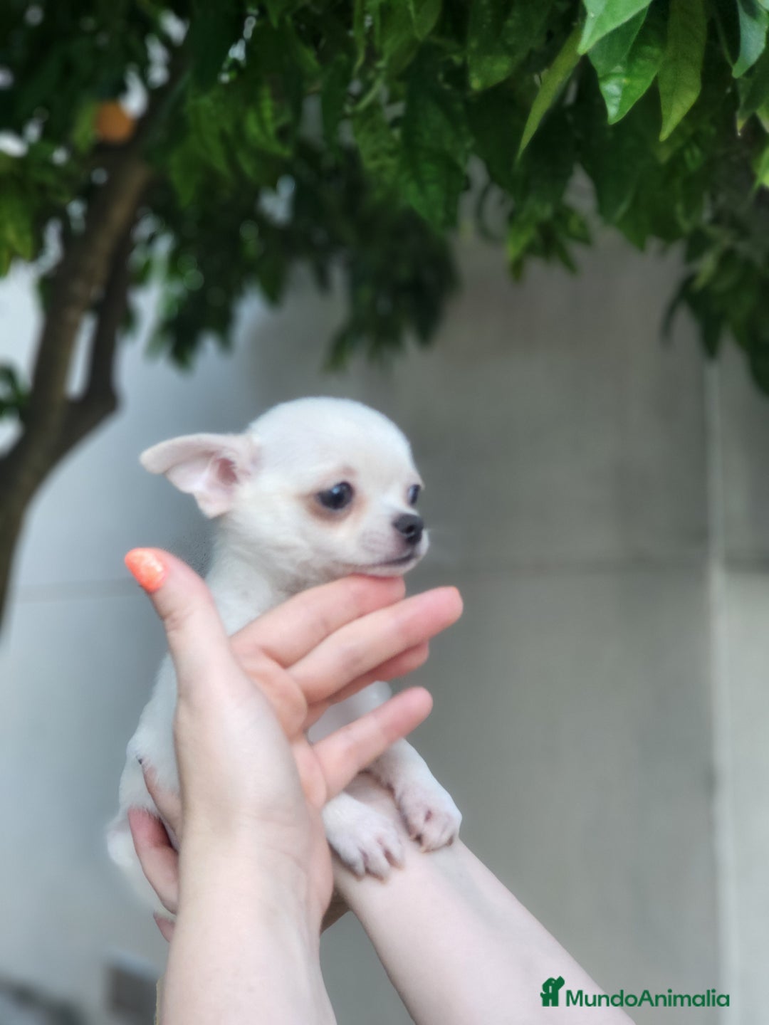 Pomchi perros en venta: Cachorritos toy - Imagen 6