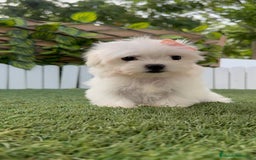 Bichón Maltés perros en venta: BICHON MALTES HEMBRA LISTA PARA ENTREGAR - Imagen 25