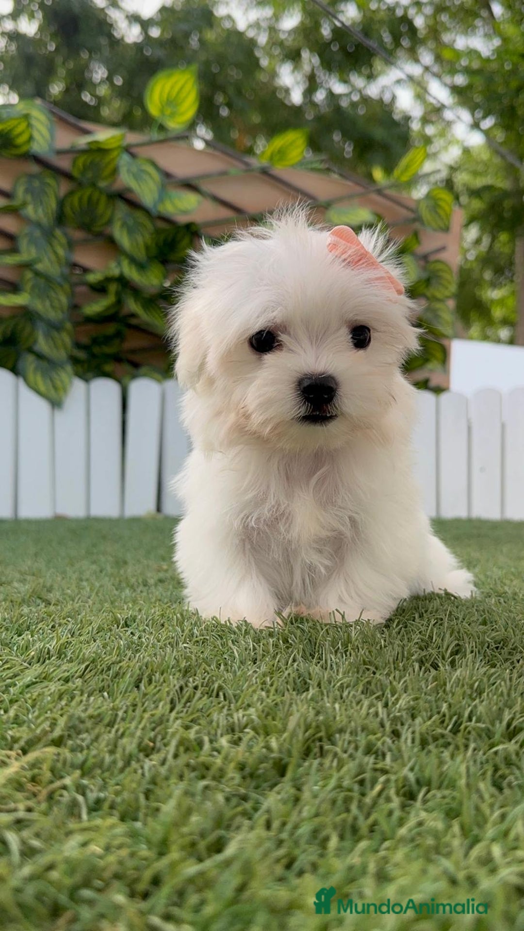 Bichón Maltés perros en venta: BICHON MALTES HEMBRA LISTA PARA ENTREGAR - Imagen 25