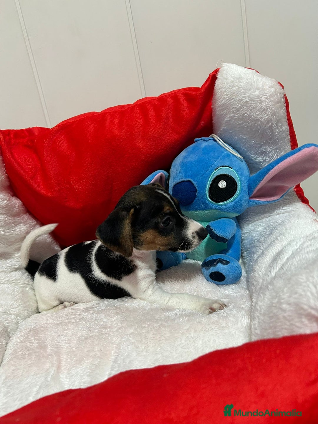 Jack Russell Terrier perros en venta: Jack Russell increíble camada - Imagen 4