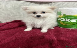 Pomerania perros en venta: Último macho Lulu pomerania toy  - Anuncio 2