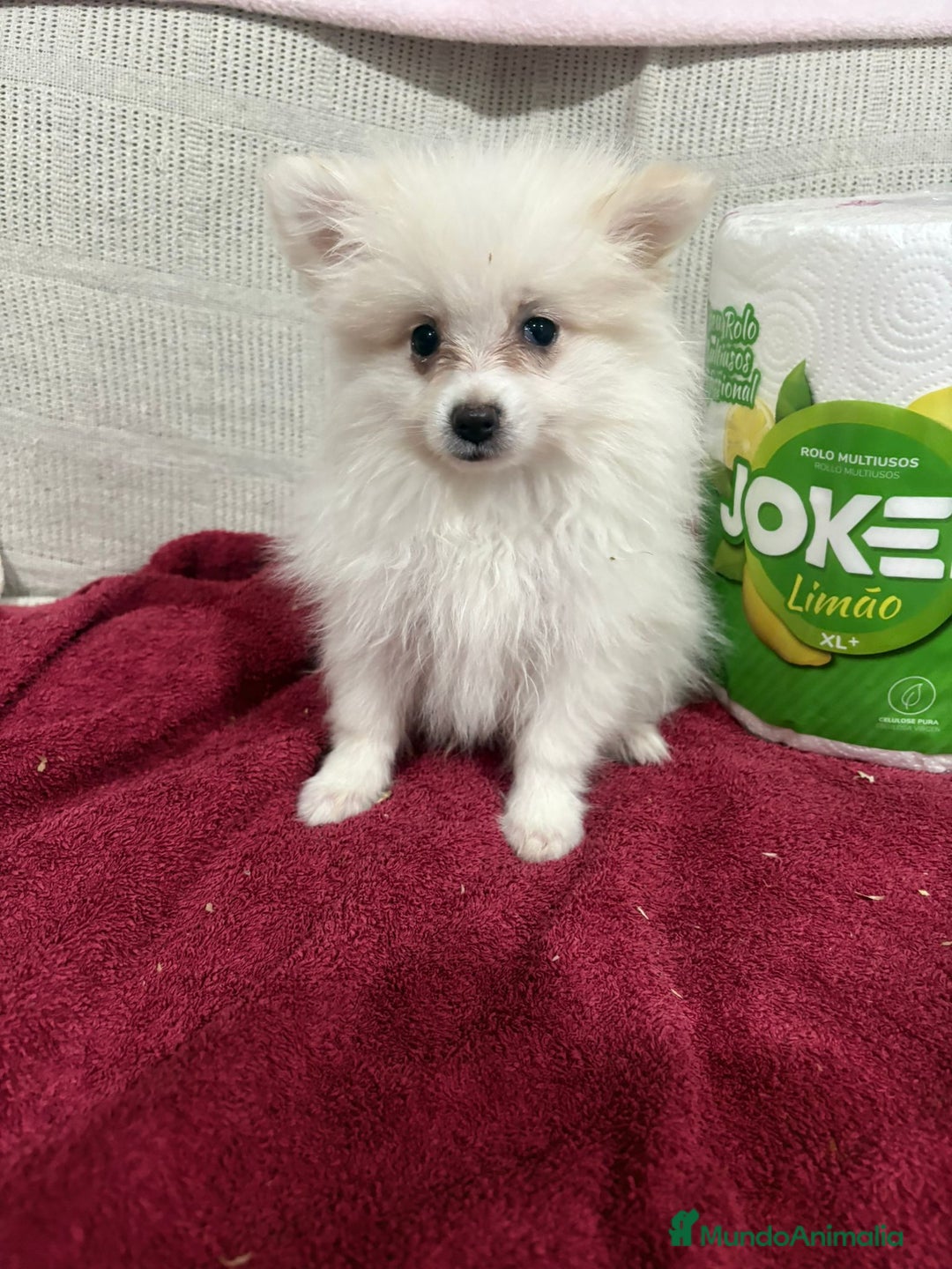 Pomerania perros en venta: Último macho Lulu pomerania toy  - Anuncio 2