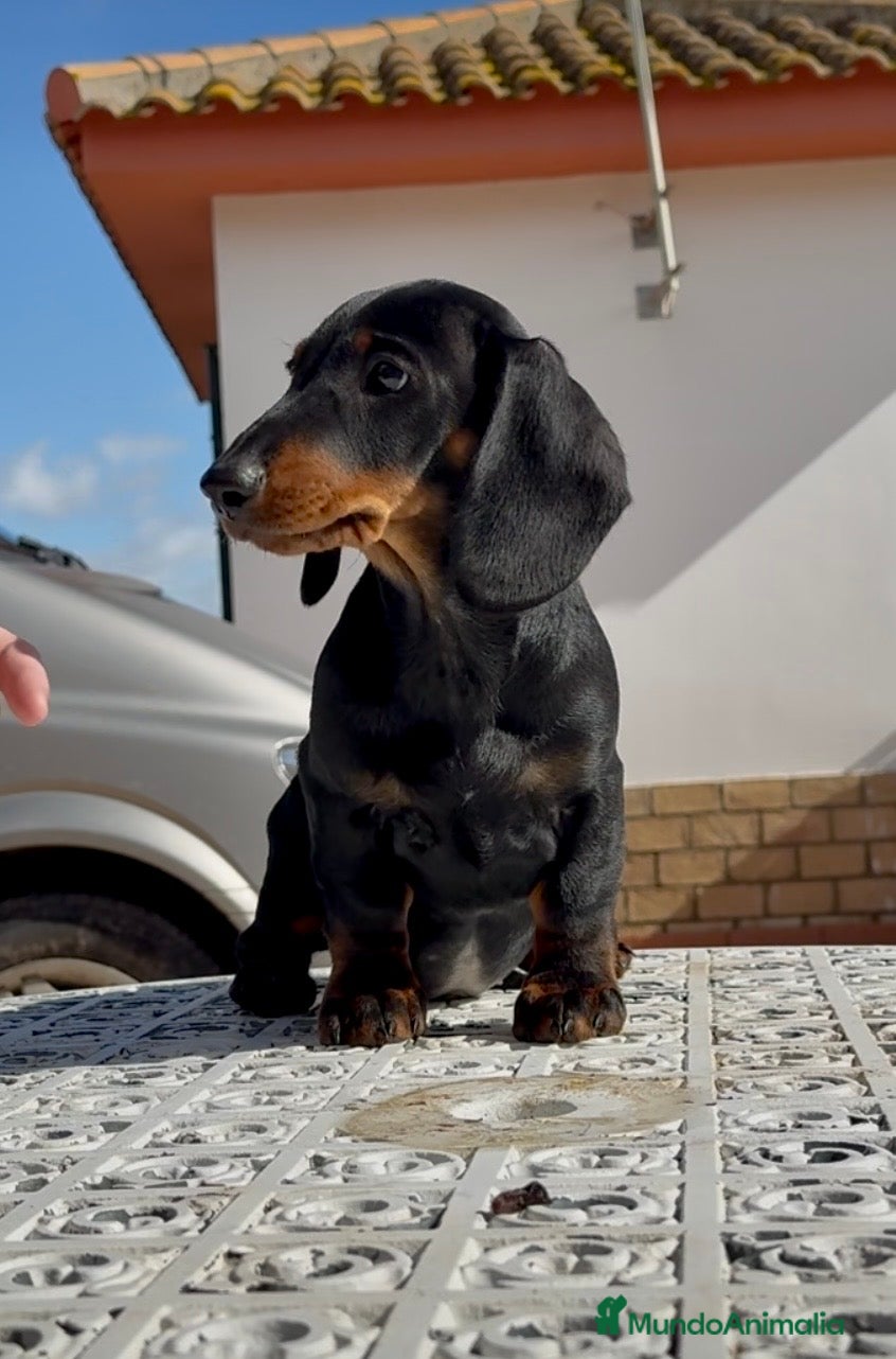 Teckel perros Cachorro macho teckel standard - Anuncio 2