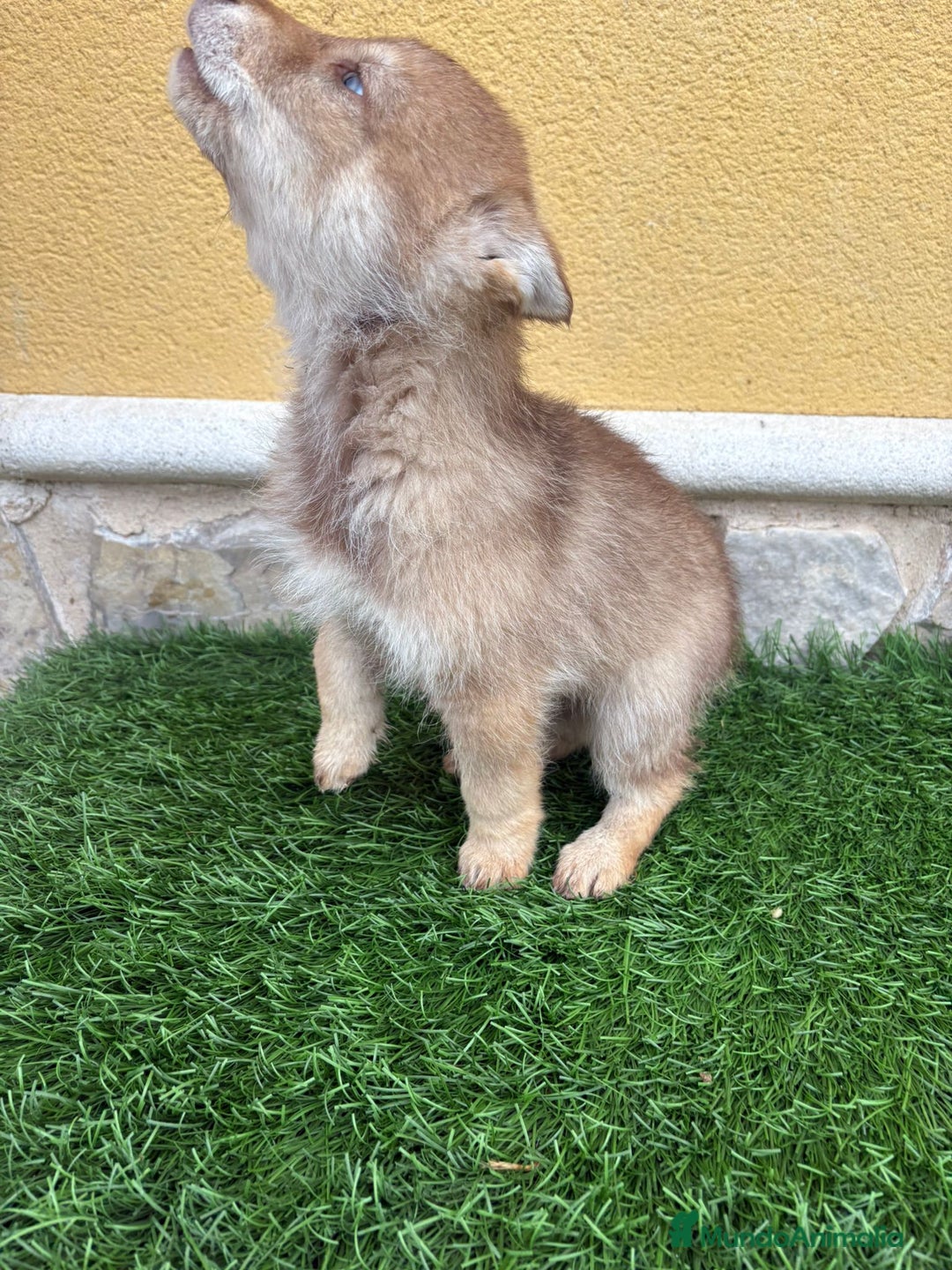 Perro Lobo de Saarloos perros en venta: Camada de Perro lobo Iberico impresionantes  - Anuncio 4