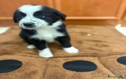 Border Collie perros en venta: Border collie - Imagen 15