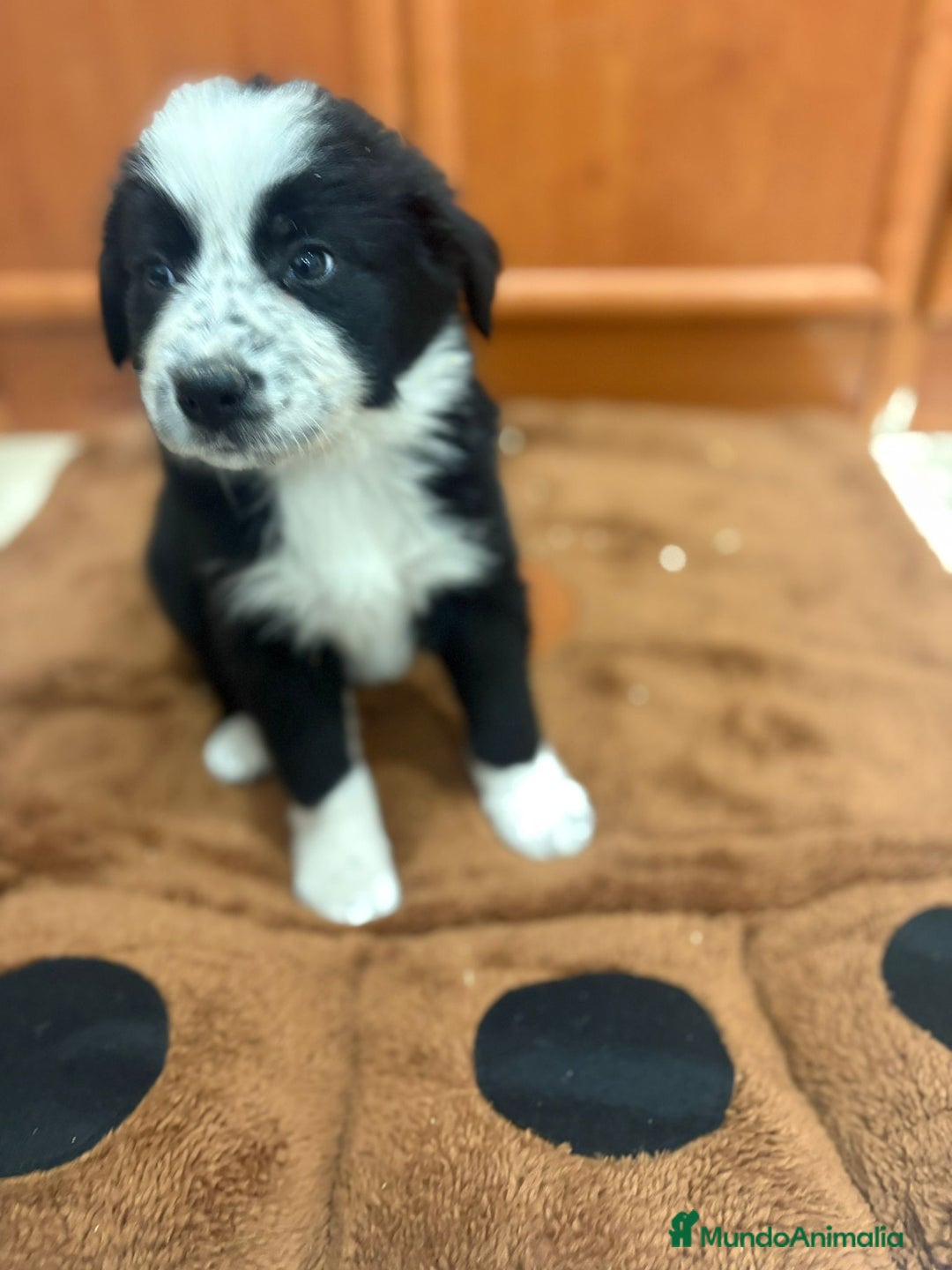Border Collie perros en venta: Border collie - Imagen 15