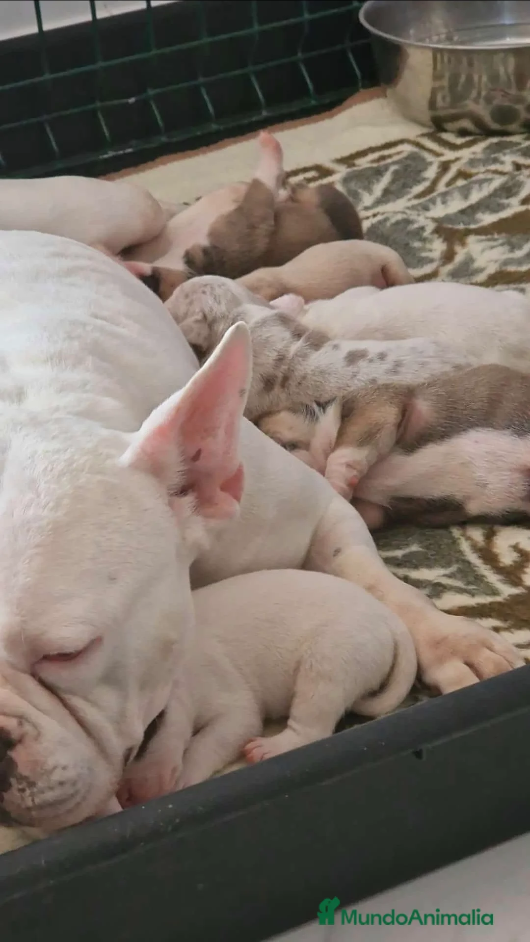 American Bully perros en venta: American bully micro exóticos  - Anuncio 6