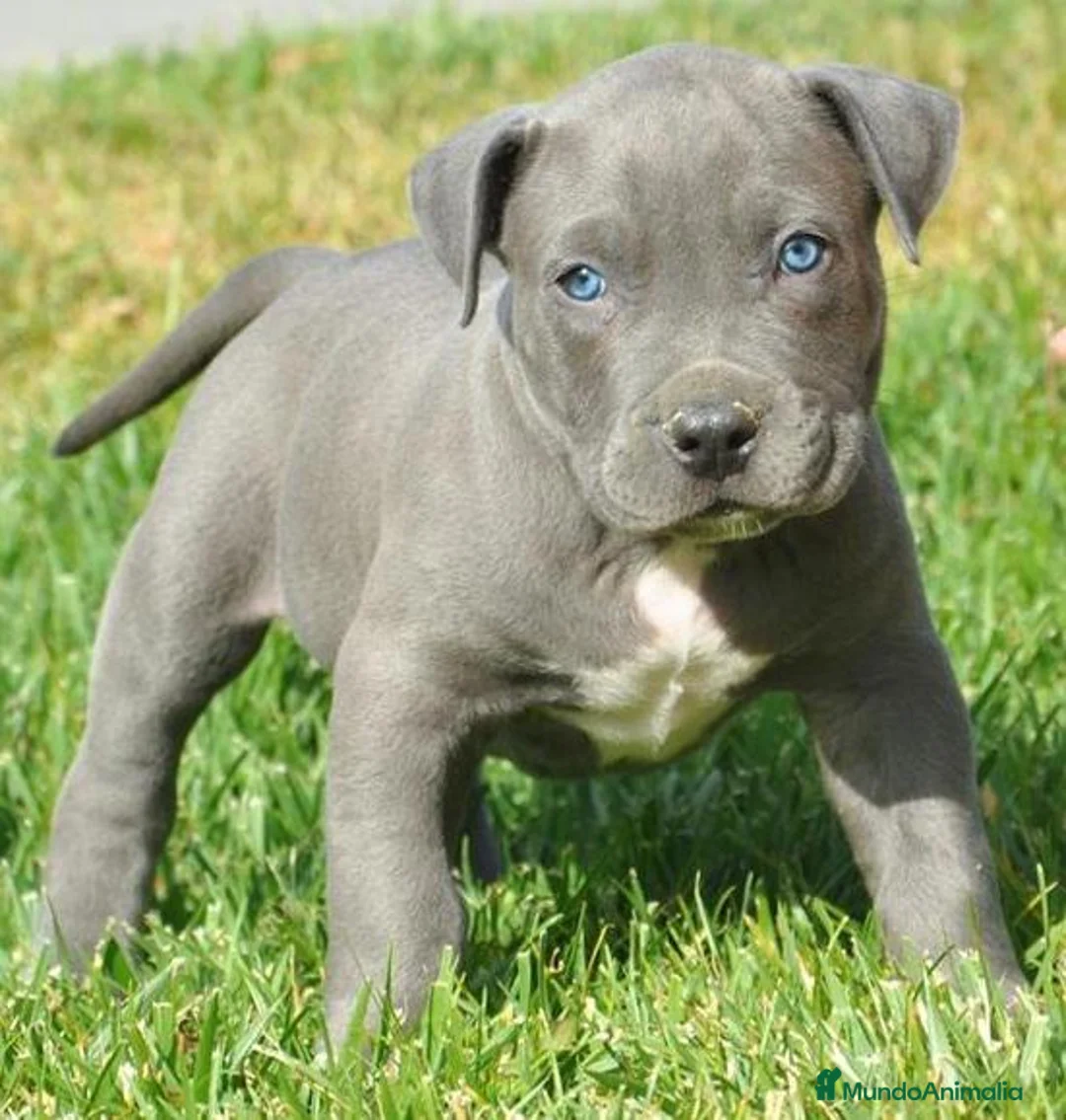 American Pit Bull Terrier perros en venta: AMERICAN PITBULL BLUE,MERLE,TRICOLOR... en Sevilla - Anuncio 5