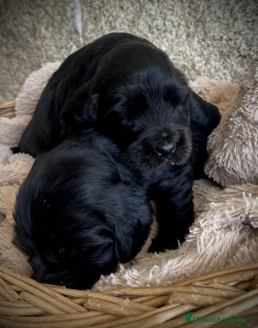 Cocker Spaniel Inglés perros Espectacular macho cocker NEGRO  - Anuncio 5