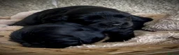 Cocker Spaniel Inglés perros en venta: Espectacular macho cocker NEGRO  en Salamanca - Anuncio 2