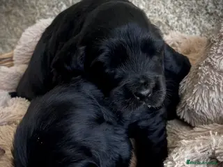 Cocker Spaniel Inglés perros Espectacular macho cocker NEGRO - Anuncio 13