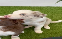 Border Collie perros en venta: BORDER COLLIE MACHO - Imagen 14