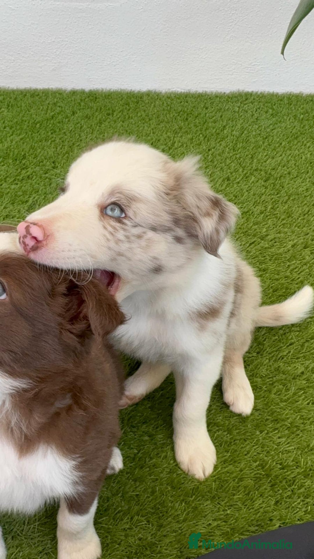 Border Collie perros en venta: BORDER COLLIE MACHO - Imagen 14