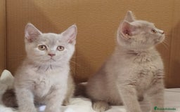 Británico de Pelo Corto gatos en venta: British Shorthair última hembra  - Imagen 8