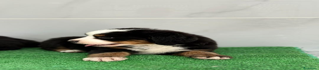 Boyero de Berna Cachorro 3