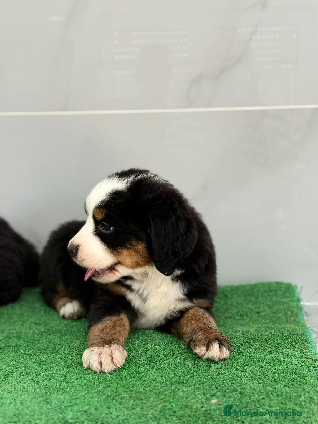 Boyero de Berna perros en venta: hermosa camada de boyero - Imagen 2