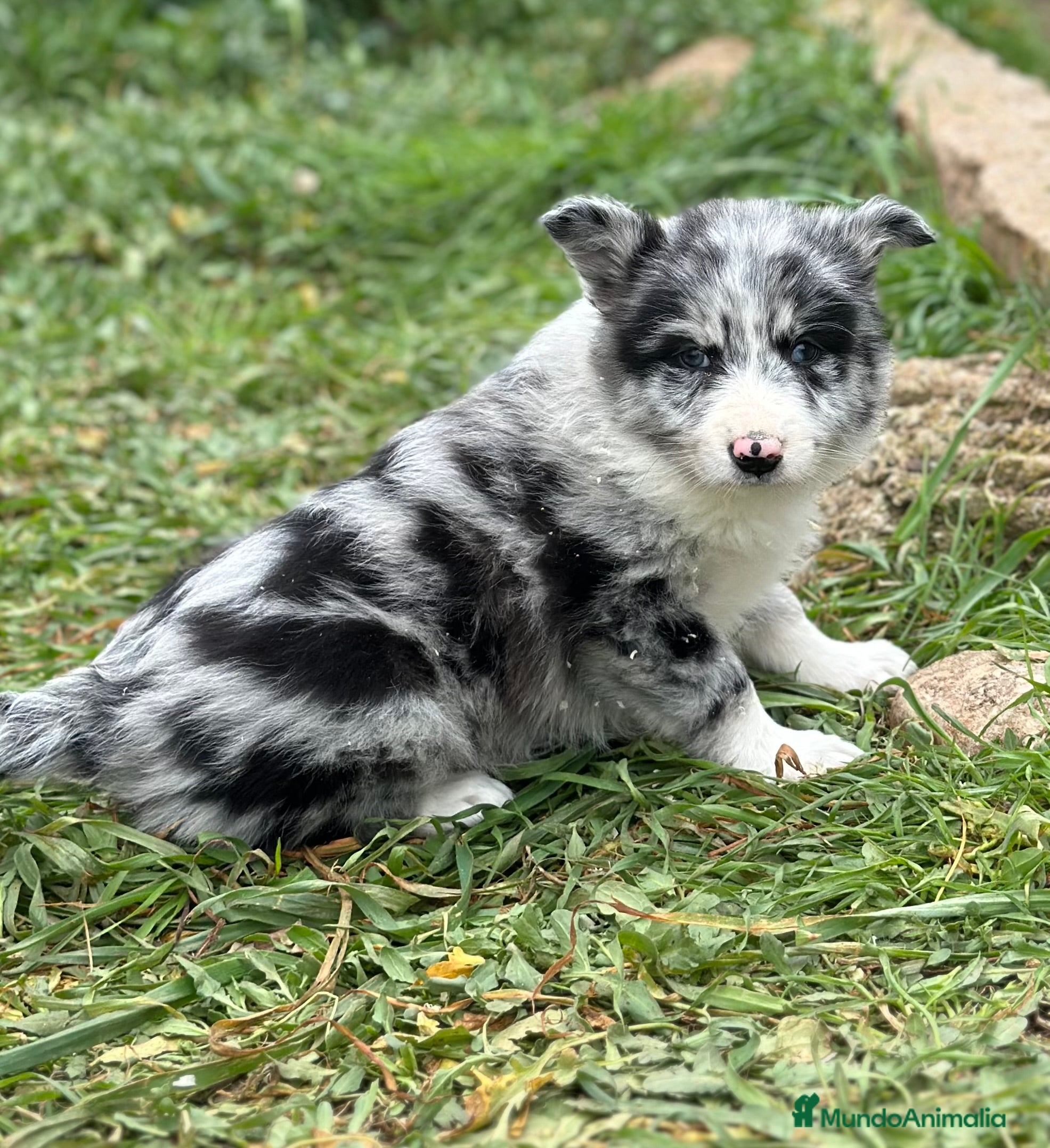 Border Collie perros BORDER COLLIE MERLE HEMBRA! en Barcelona - Anuncio 32